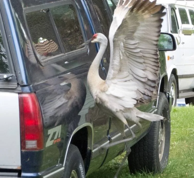USDA-WS-Crane-Attacking-Truck.jpg