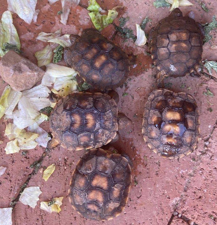 Hatchlings.jpg