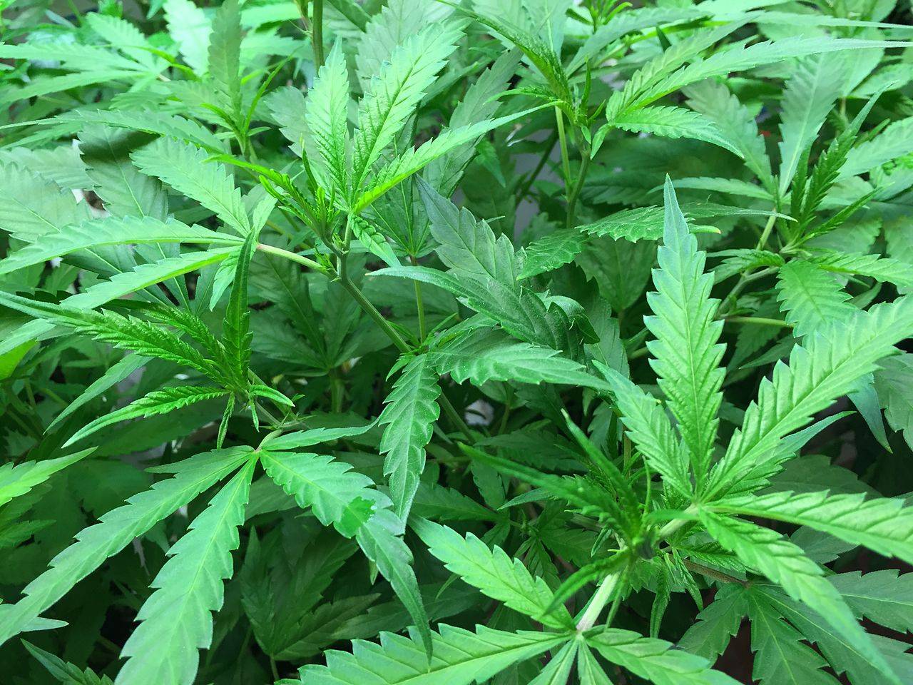 Marijuana Plant.jpg