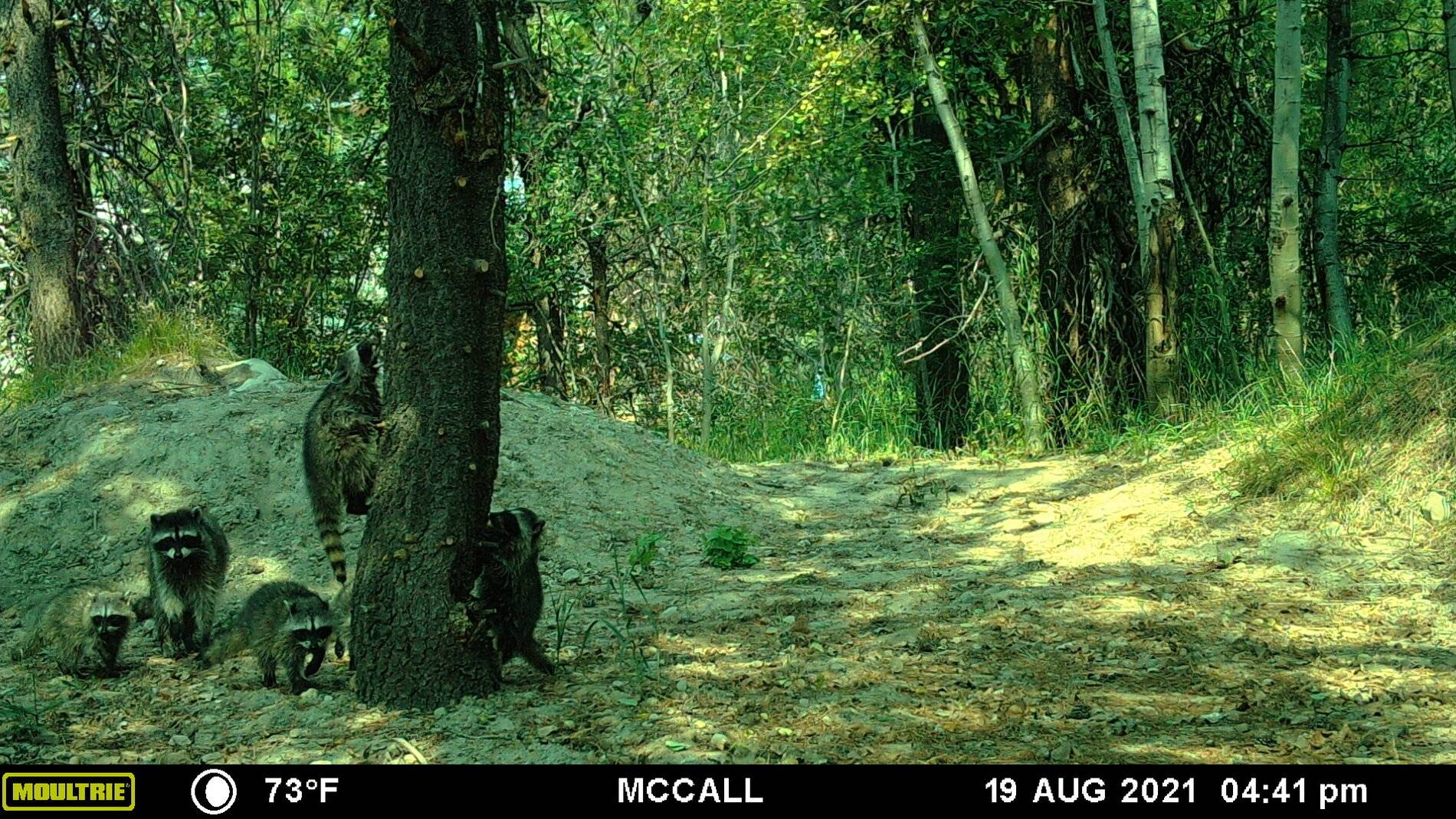 Raccoons 081921.JPG