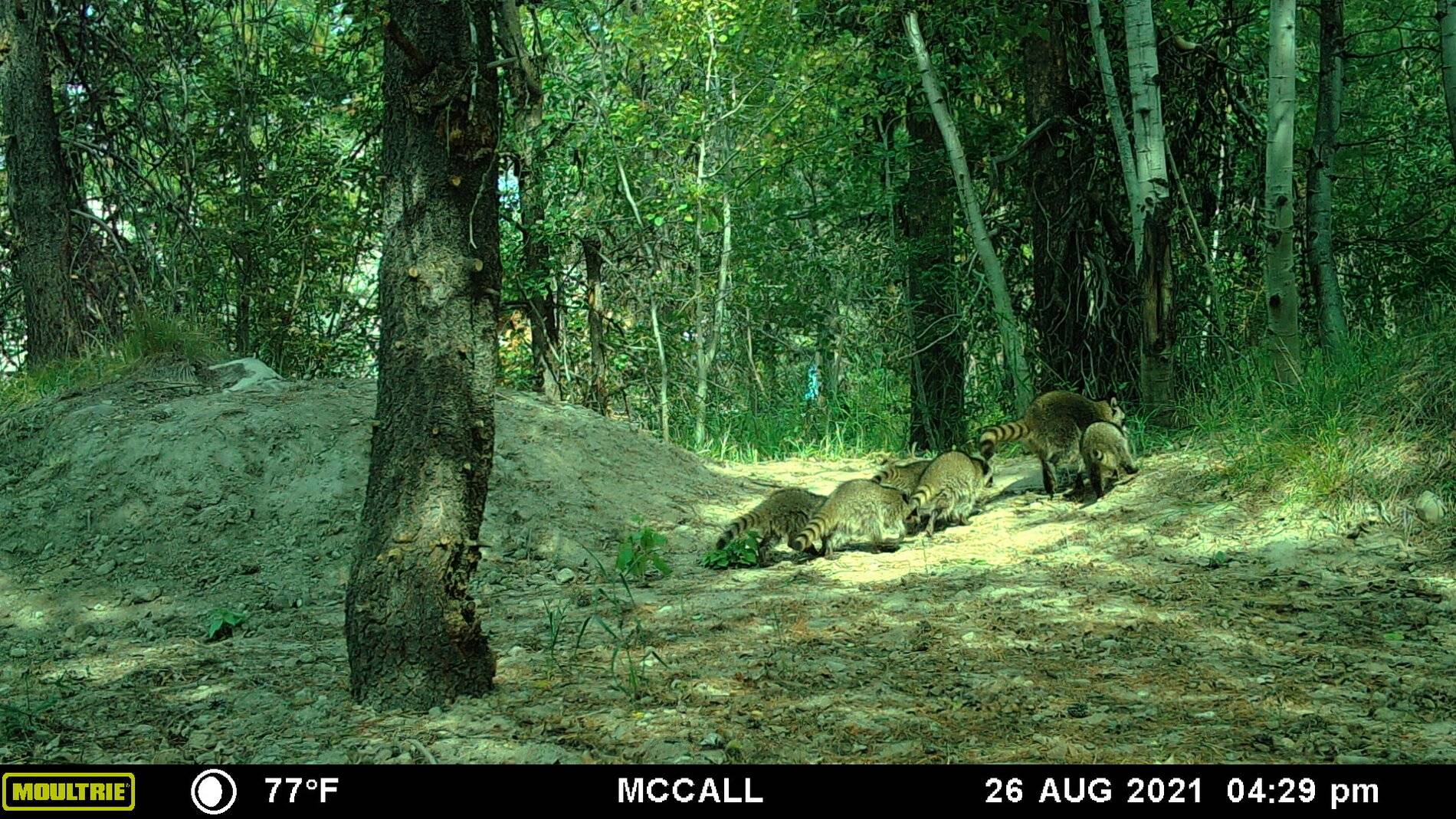 Raccoon 082621 2.JPG