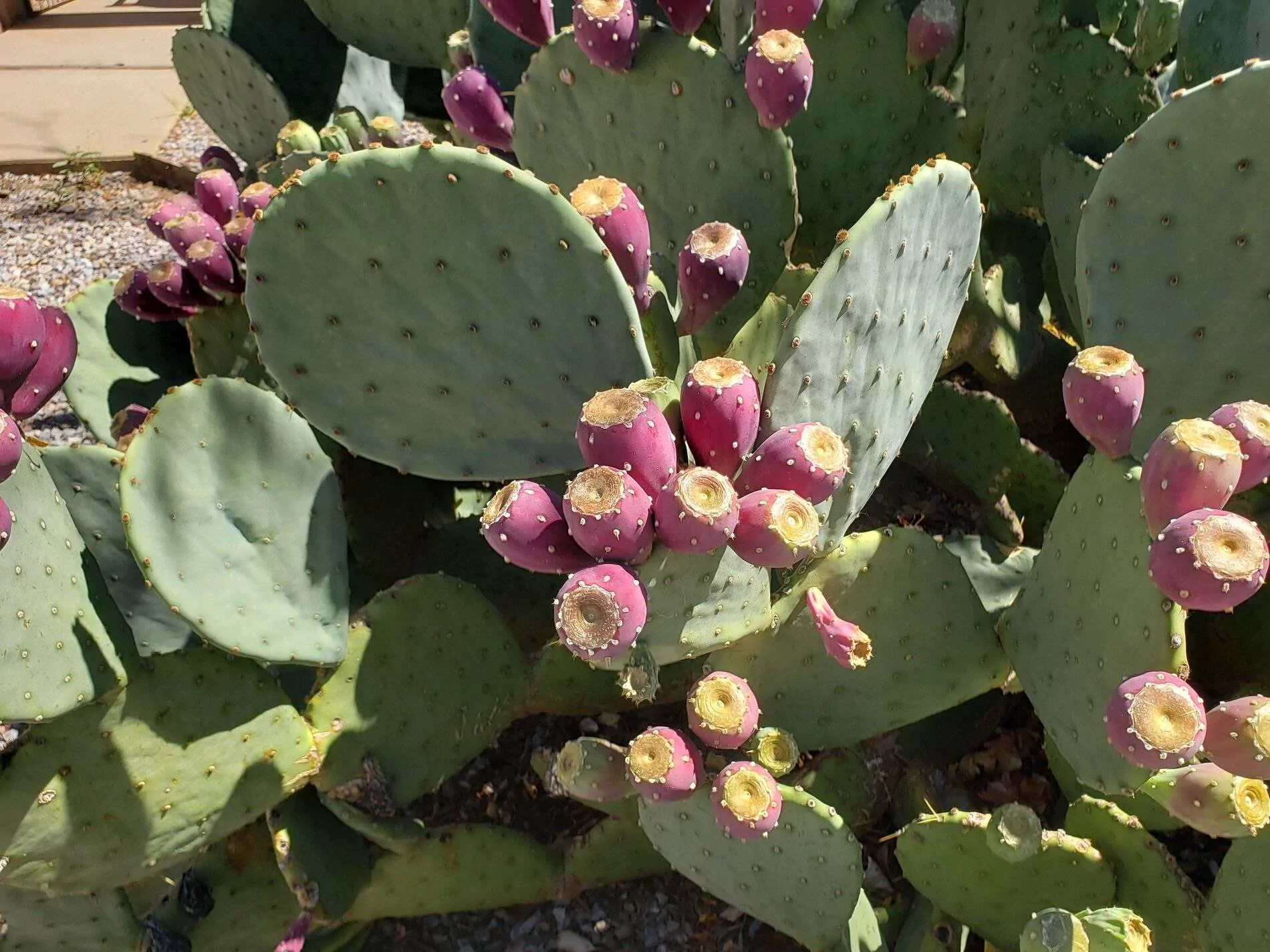 Cactus plant.webp