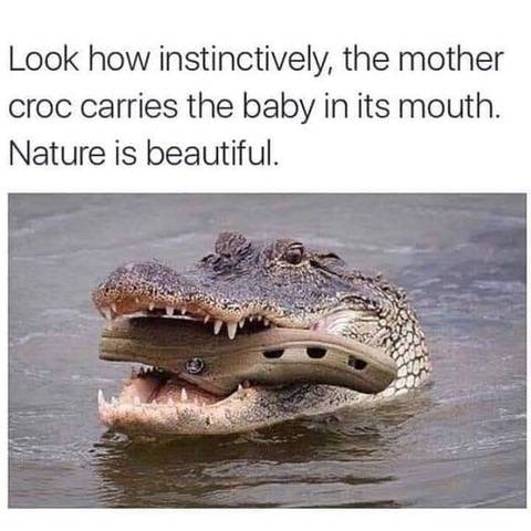 Croc.jpeg