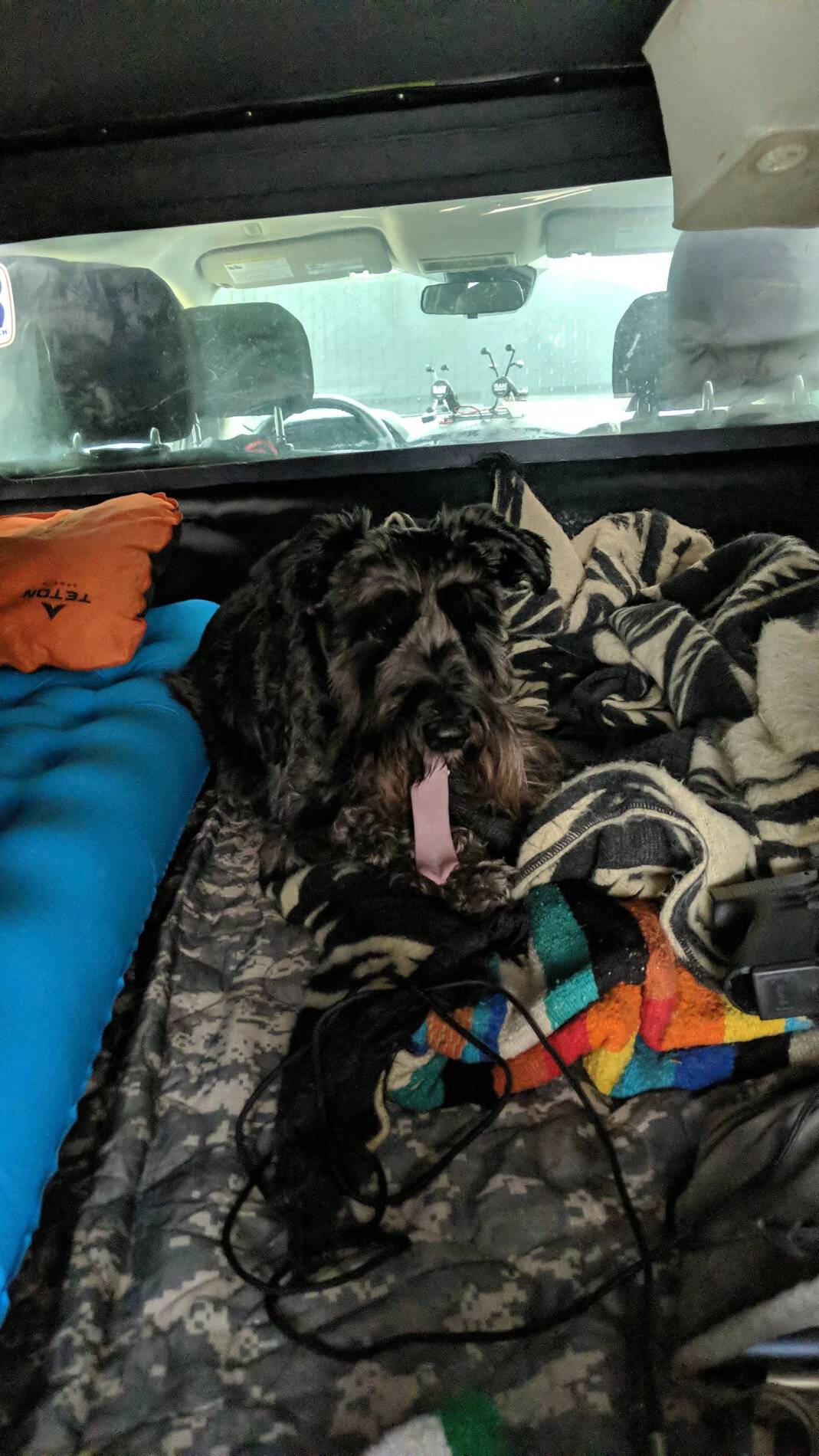 Dougal_Yawn.jpg