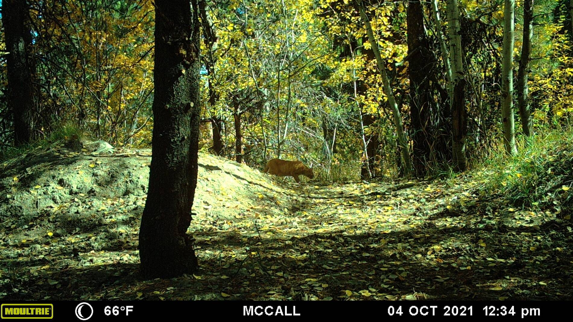 Mountain Lion 100421.JPG