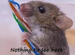 mouse.webp