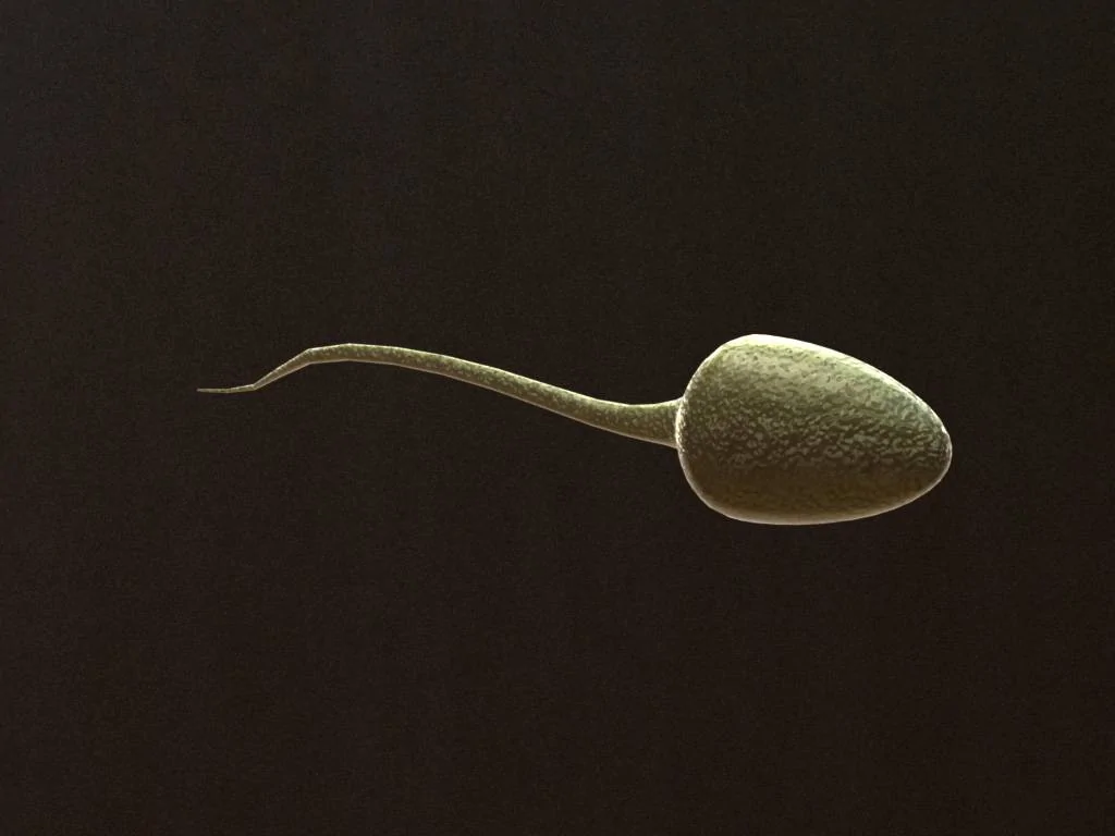sperm-3d-model-1.jpg