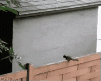 squirrel-jump.gif