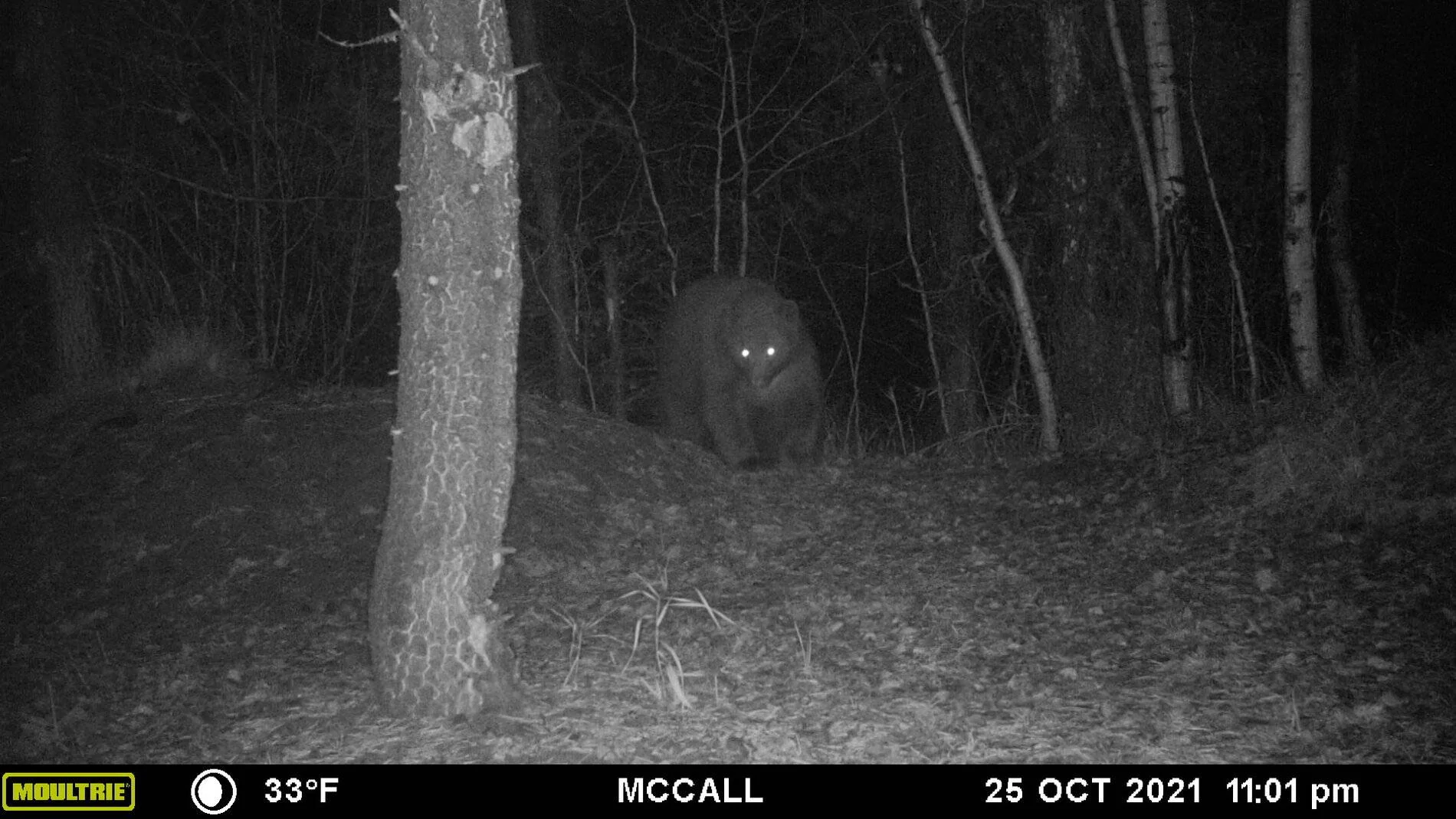 Bear 102521.webp