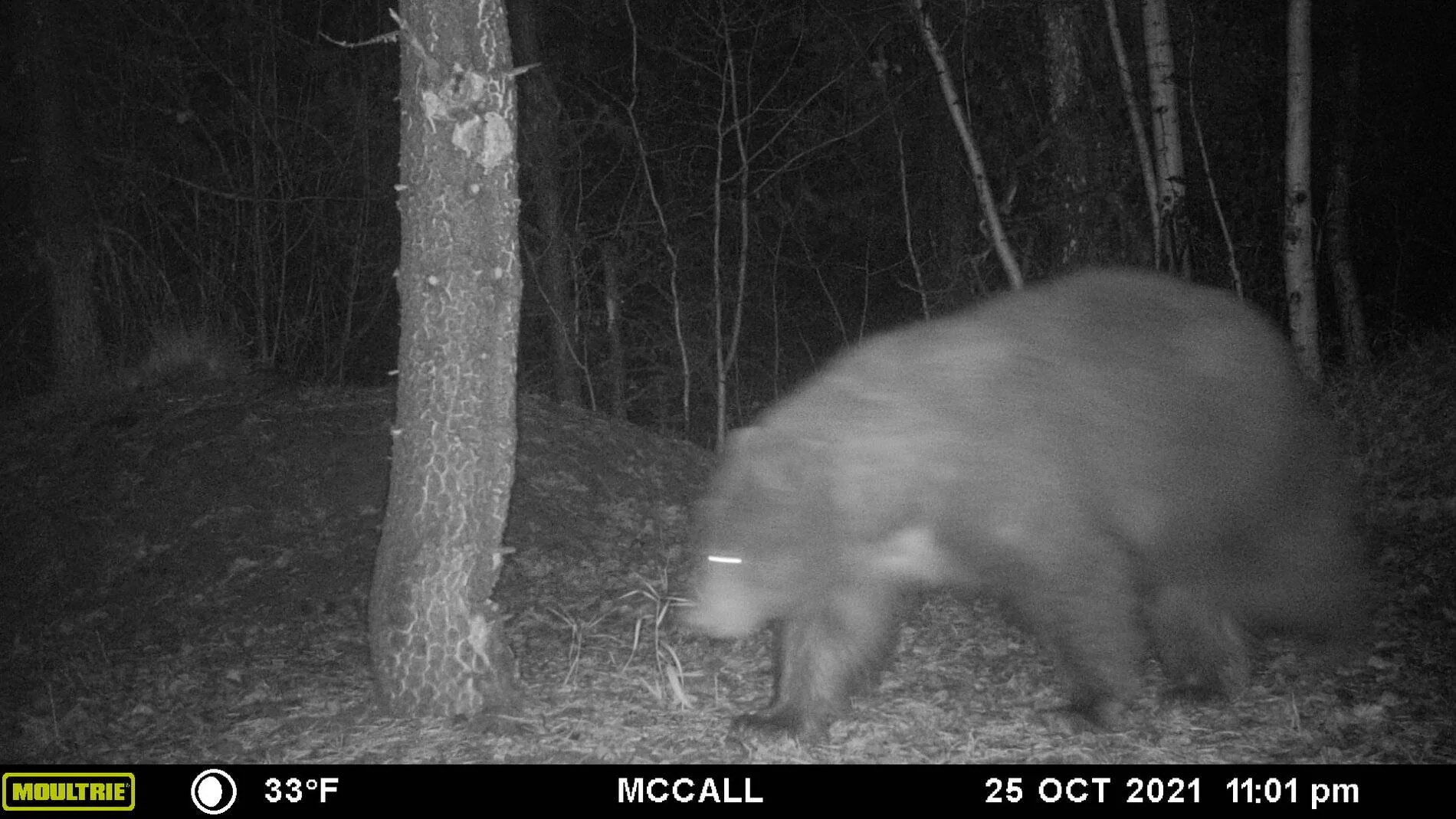 Bear 102521 2.webp