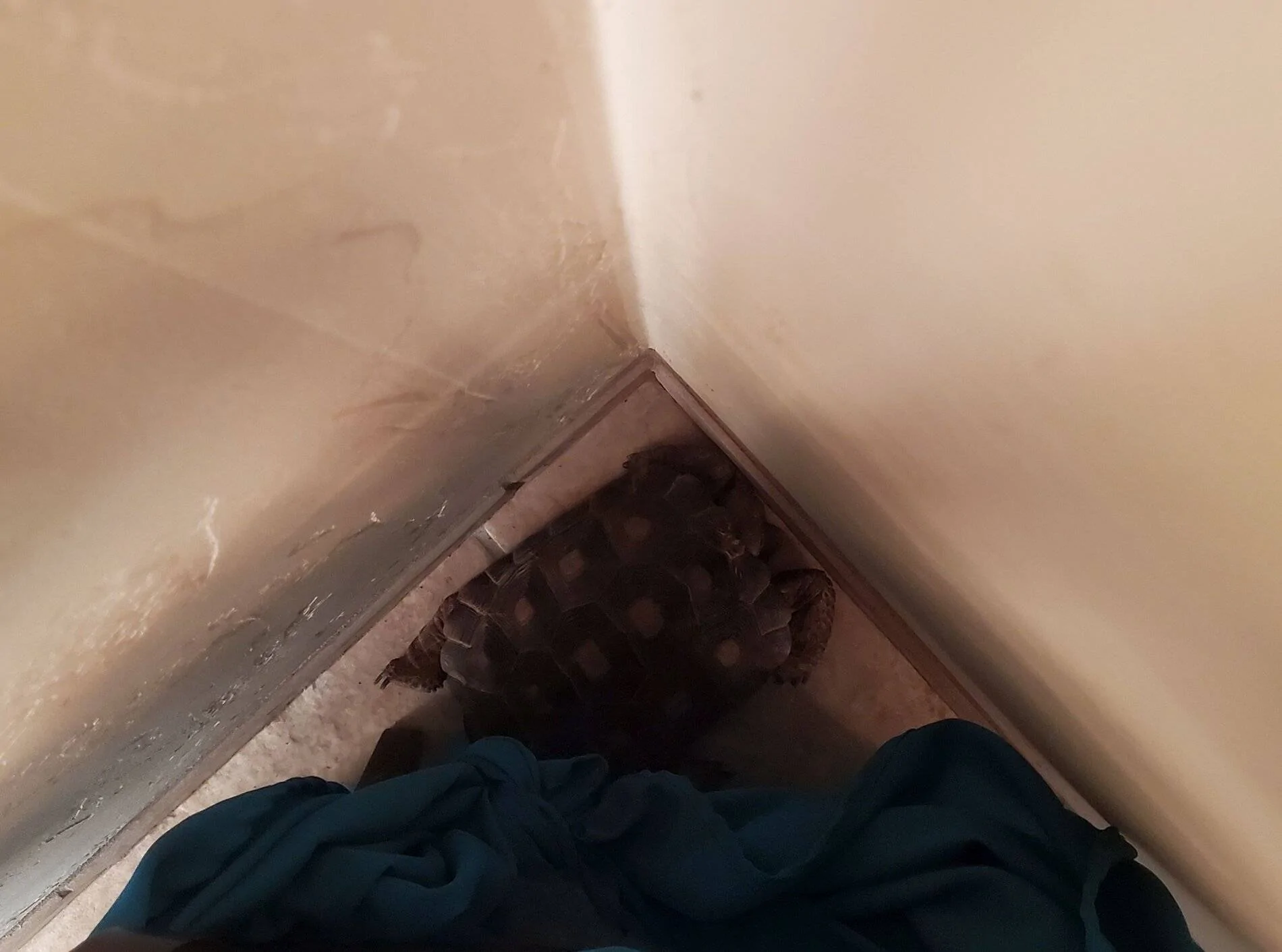 brumation.webp