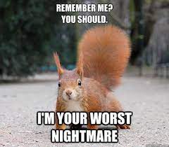 44 Evil Squirrels ideas in 2021 | squirrel, funny animals, cute animals