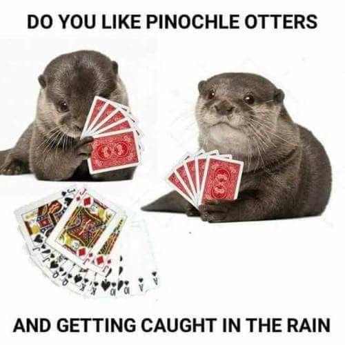 otters.jpg