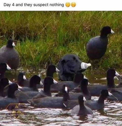 Labduck.jpg