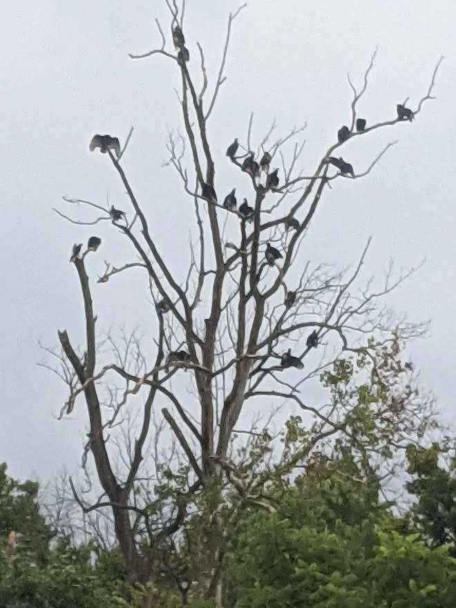 buzzards.webp