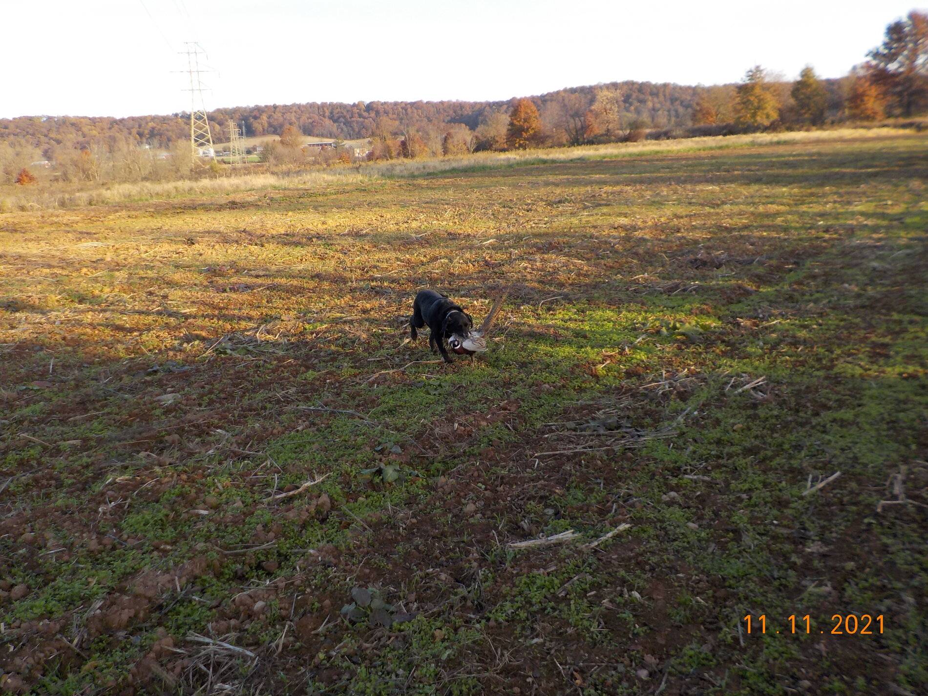 11-11-21  A.JPG