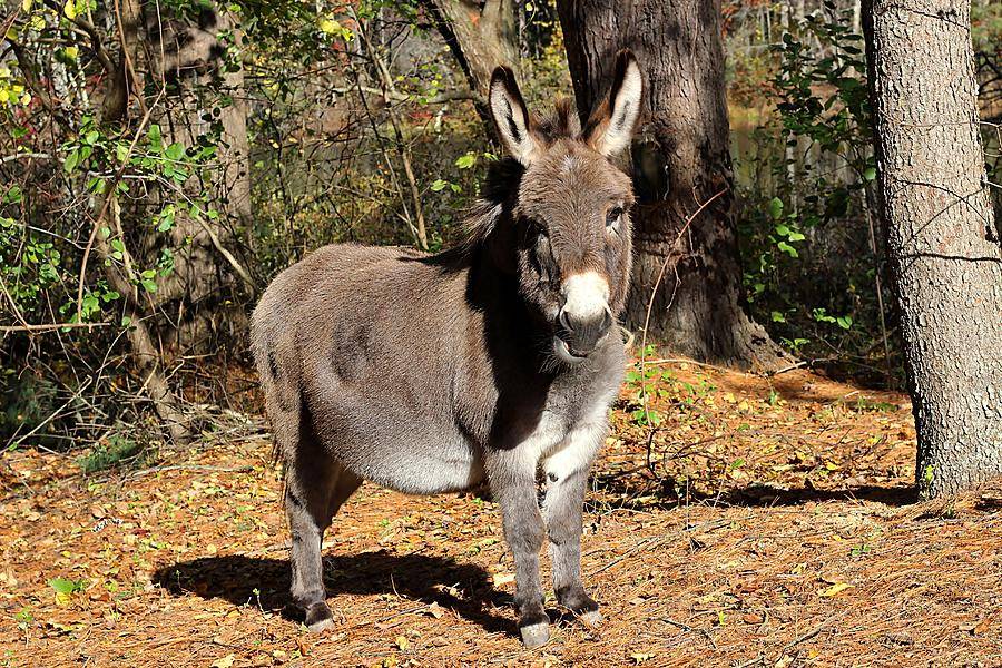 little-donkey.jpg