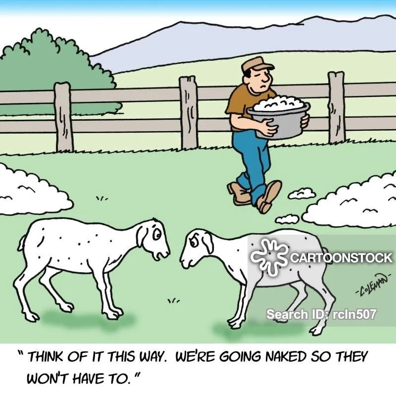 animals-sheep-ewes-rams-selfless-positive_spin-rcln507_low.webp