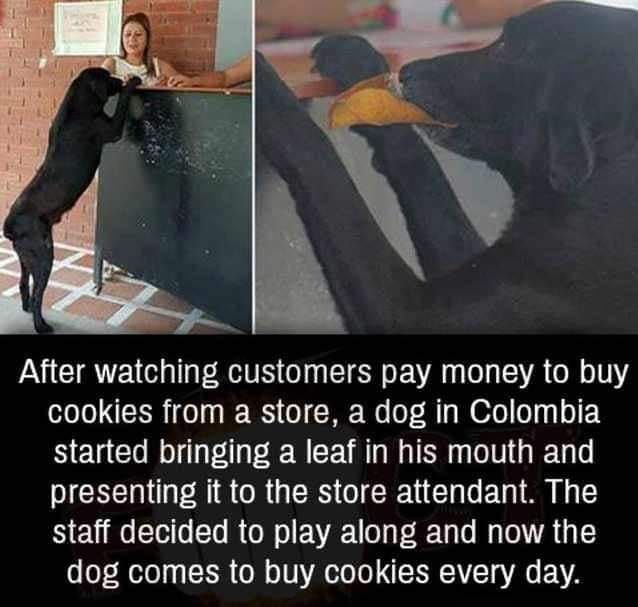 SmartDog.jpg