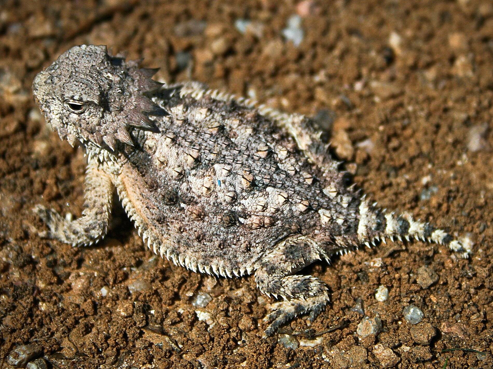 Horned_lizard.jpg