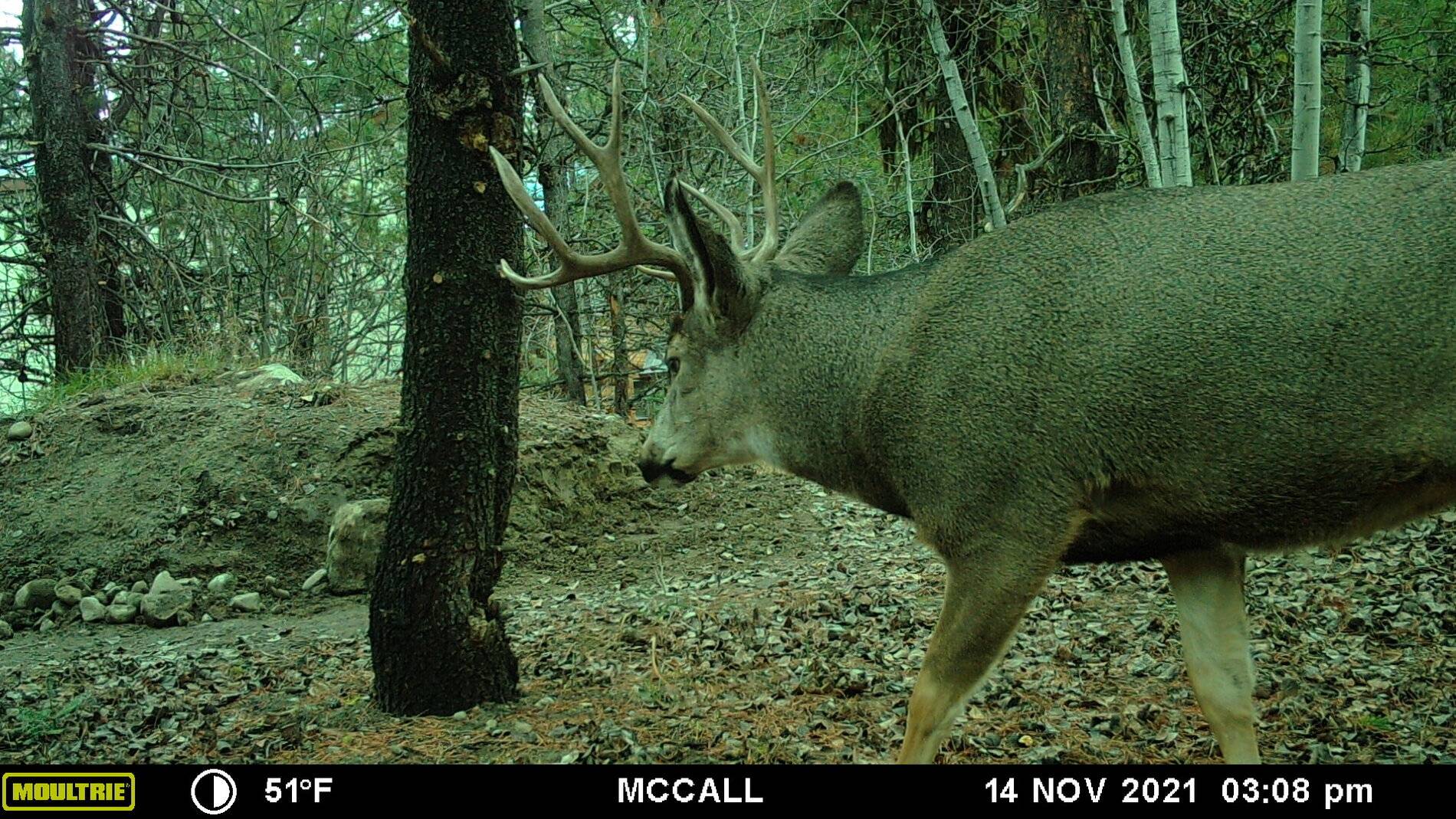 Buck 111421.JPG