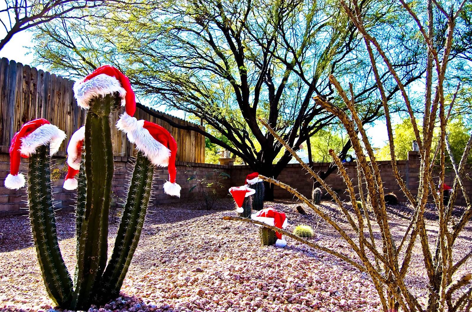 Christmas Cactus.jpg