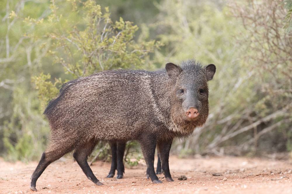 javelina.jpg