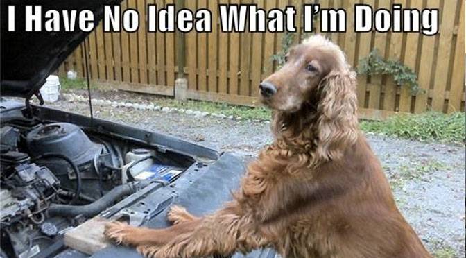 dogs-fixing-things-reverse-gif.jpg