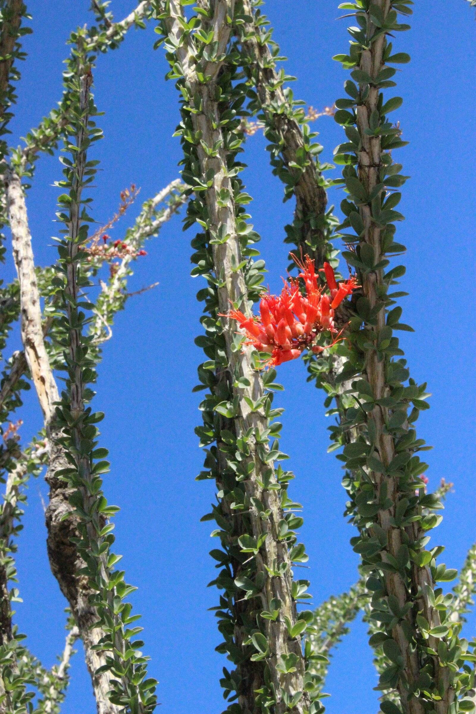 ocotillo2.jpg