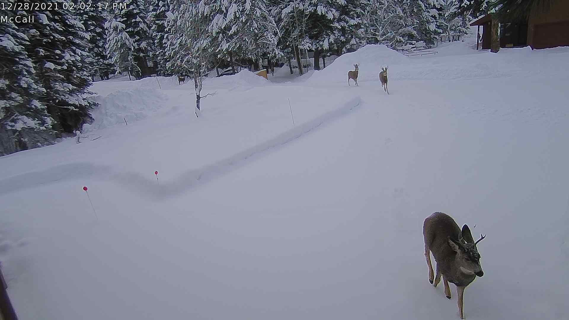 Buck 122821.jpg