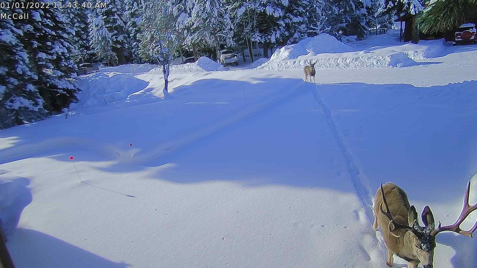 2 bucks 010122.jpg