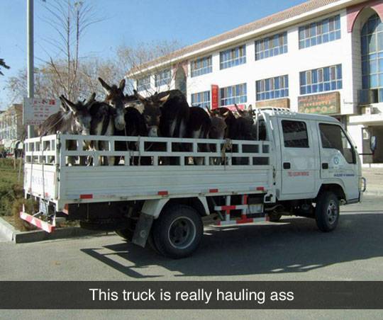 Donkey-Delivery.jpg