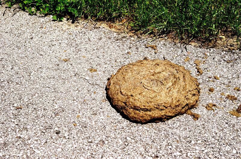 cows-eat-plant-material-containing-hard-to-digest-cellulose-cow-s-rumen-largest-part-part-stom...jpg