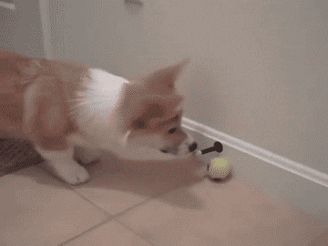 84001675.gif