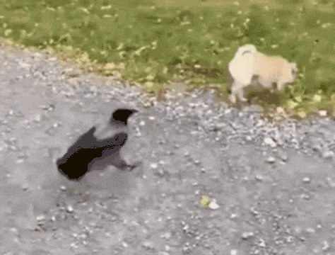 22h6uf.gif