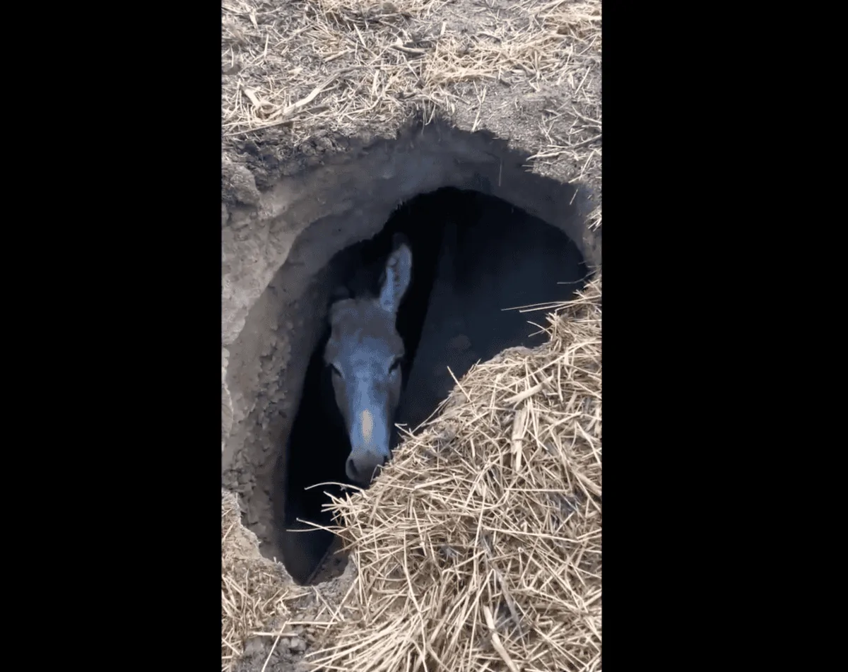burro-in-a-hole___22115237409.webp
