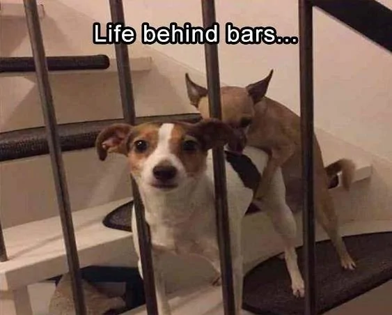 BEHIND-BARS.webp