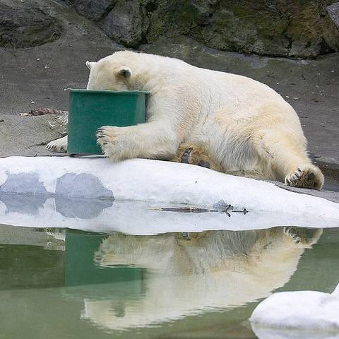 zoo010.jpeg