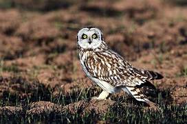 OWL.jpg