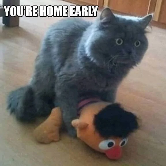 cat1.webp