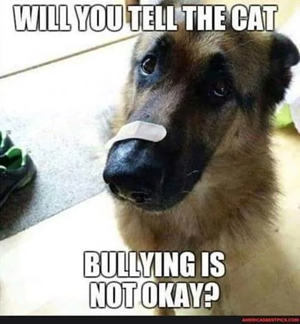 bullying.webp
