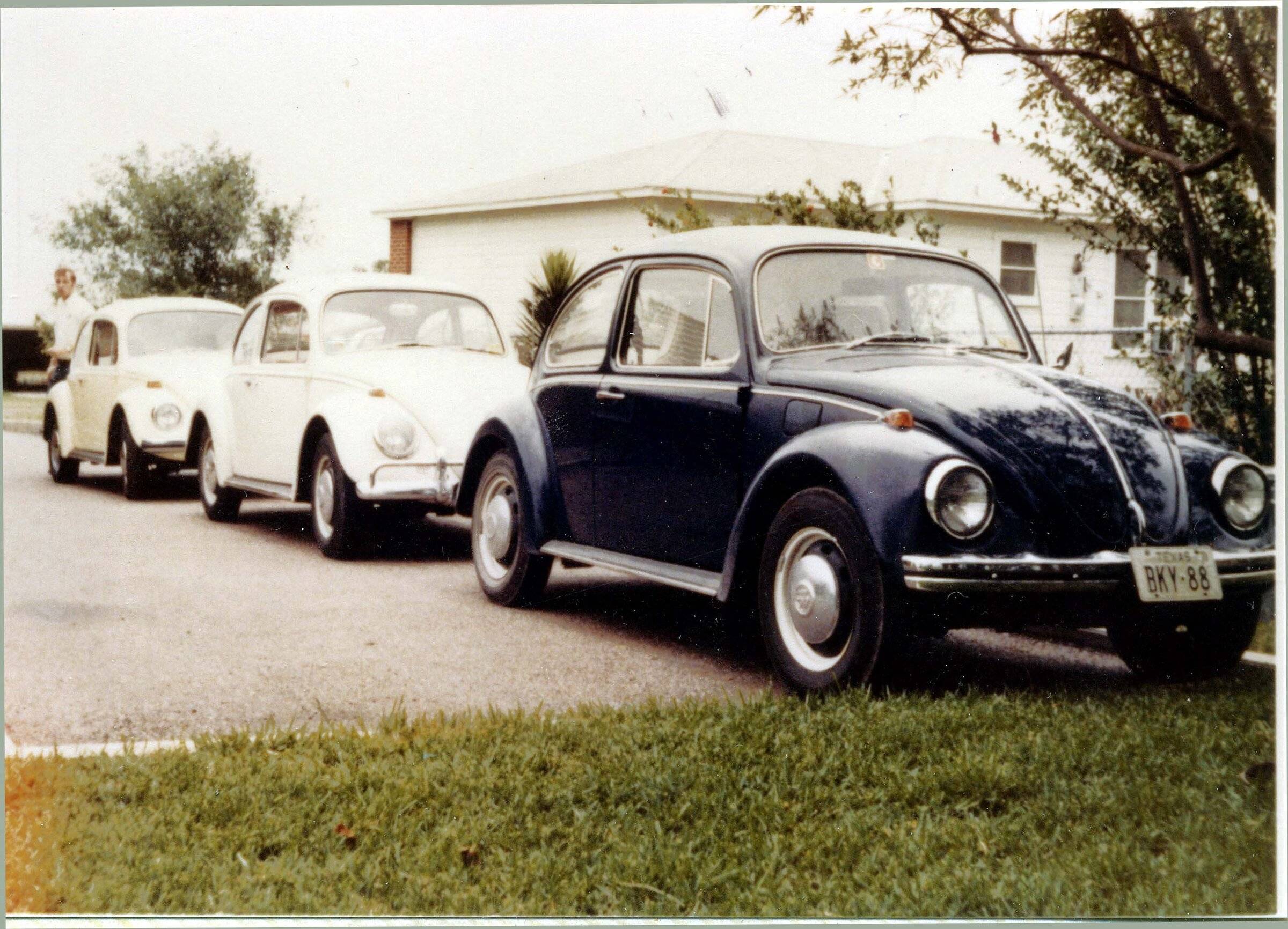 Beetles.jpg