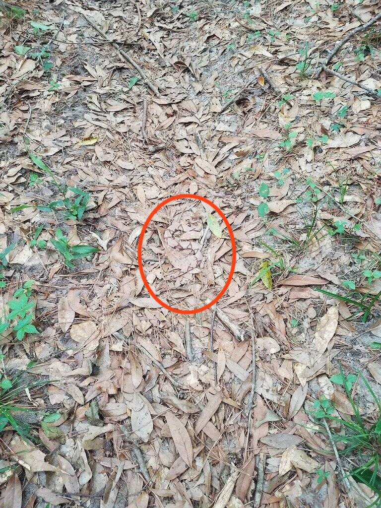 Copperhead2.jpg