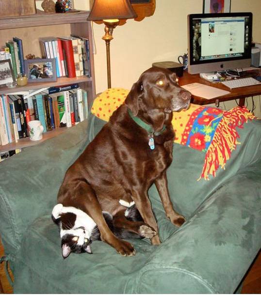 funny-dogs-sitting-cats-couch-park1.jpg