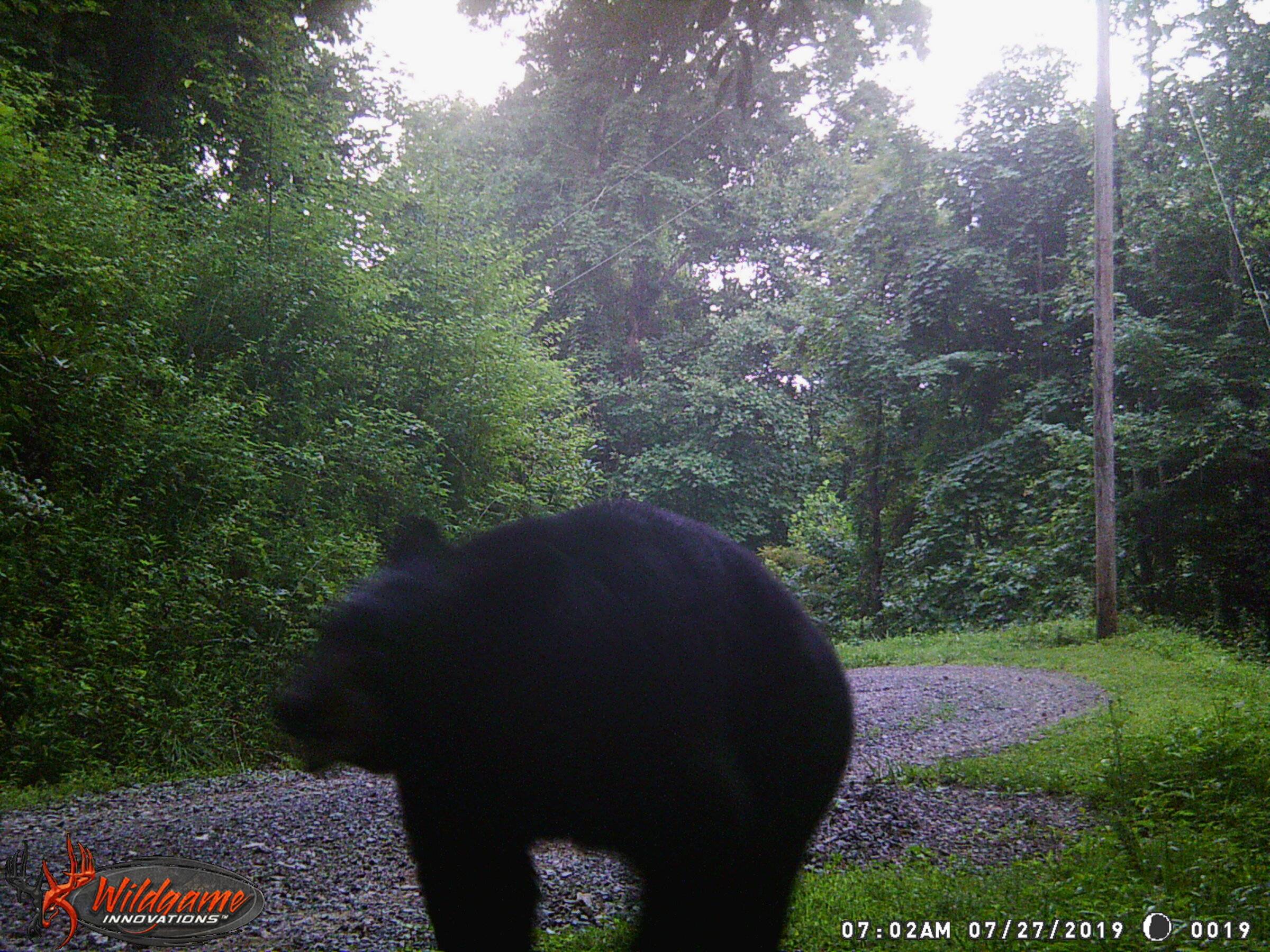 Bear 12.JPG