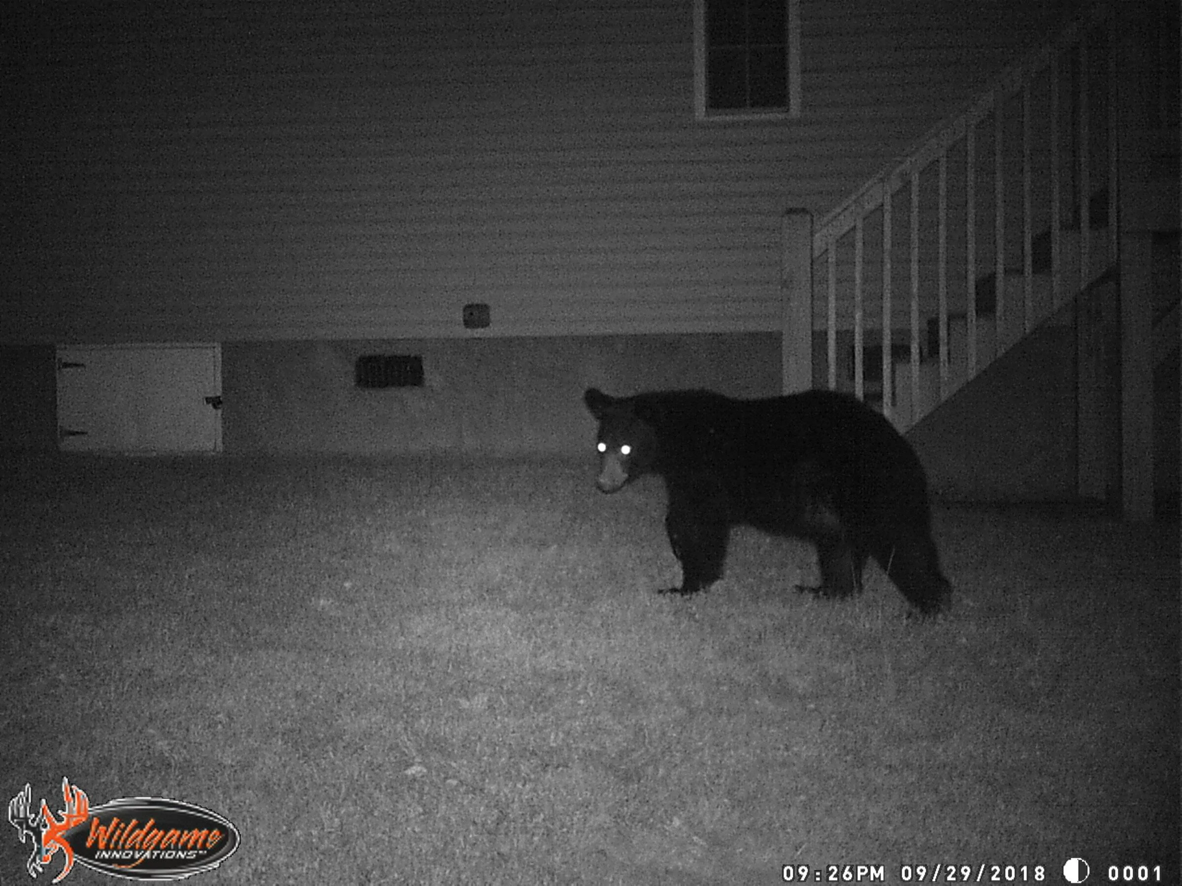 Bear 2.webp