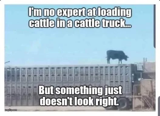cattle.webp