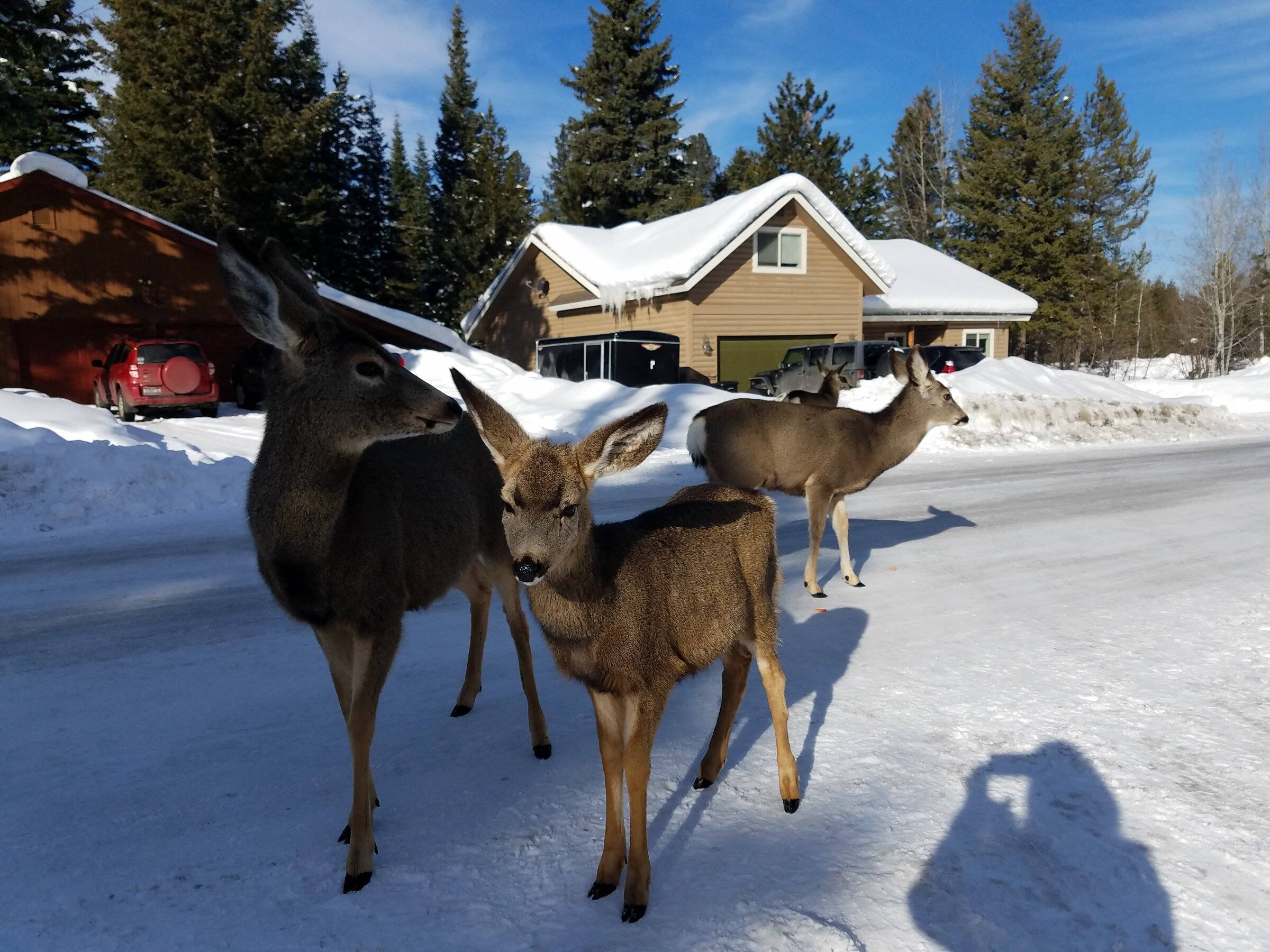 Deer 020622.jpg