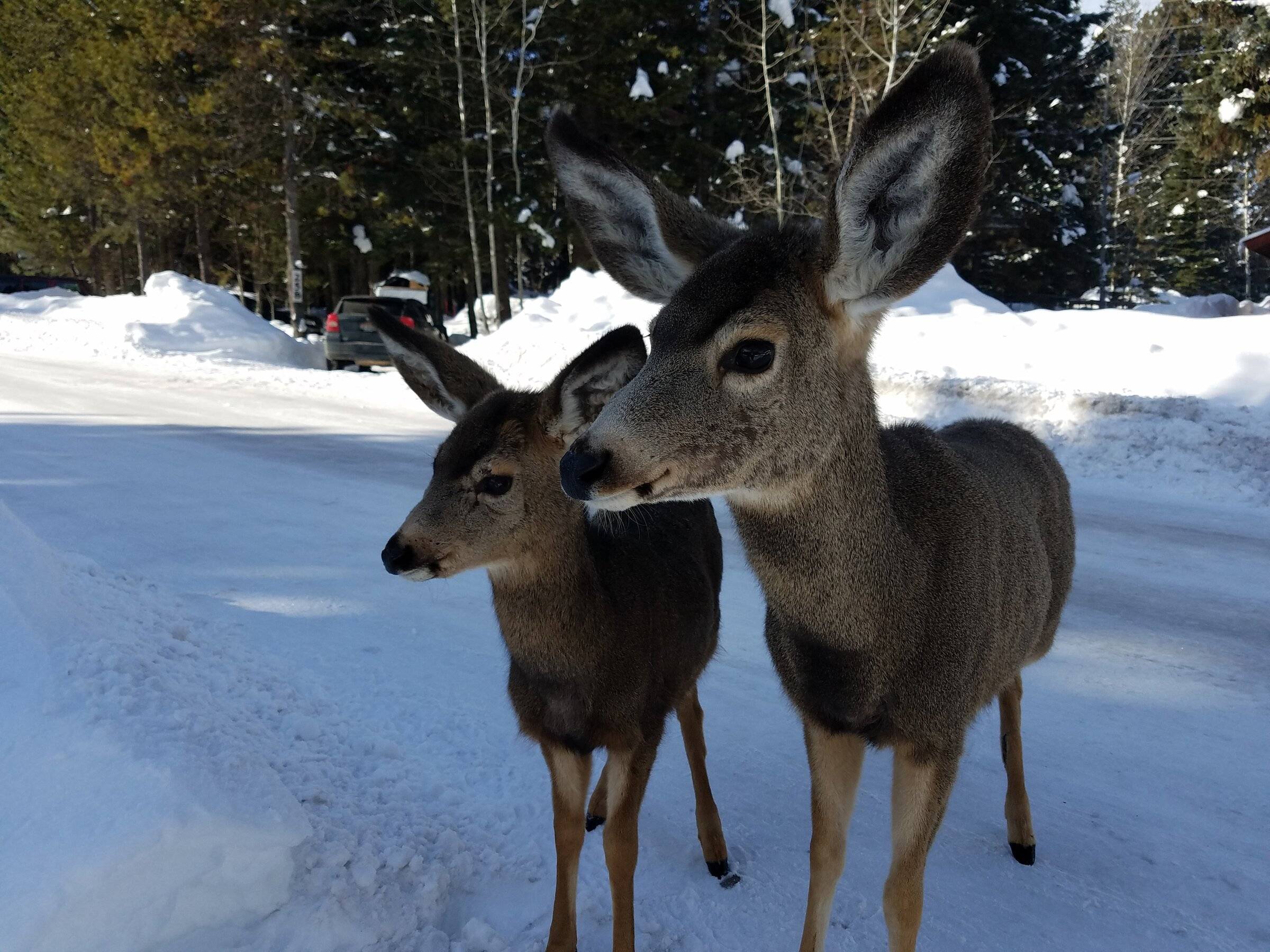 Doe and baby.jpg