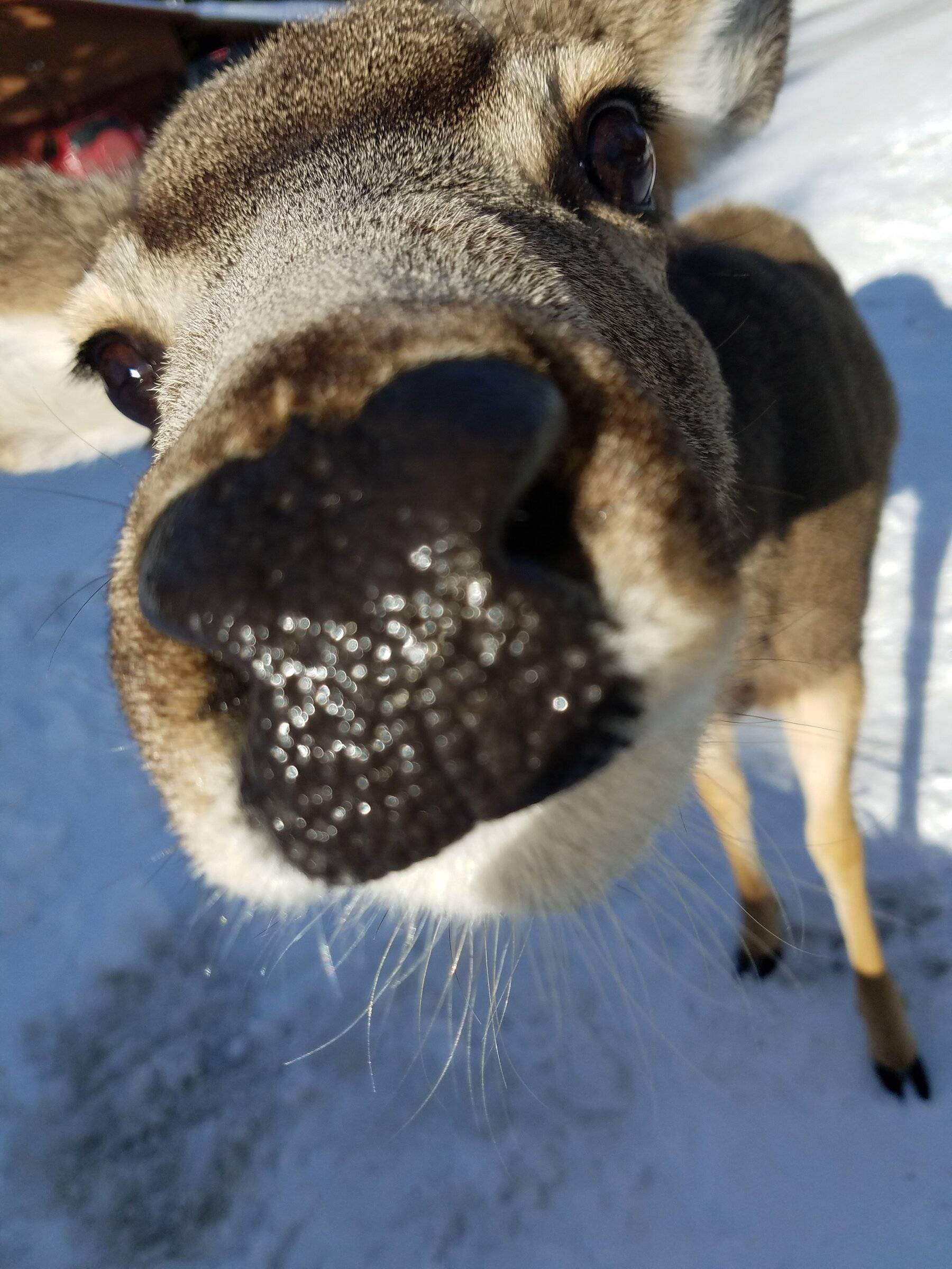 Deer nose.jpg